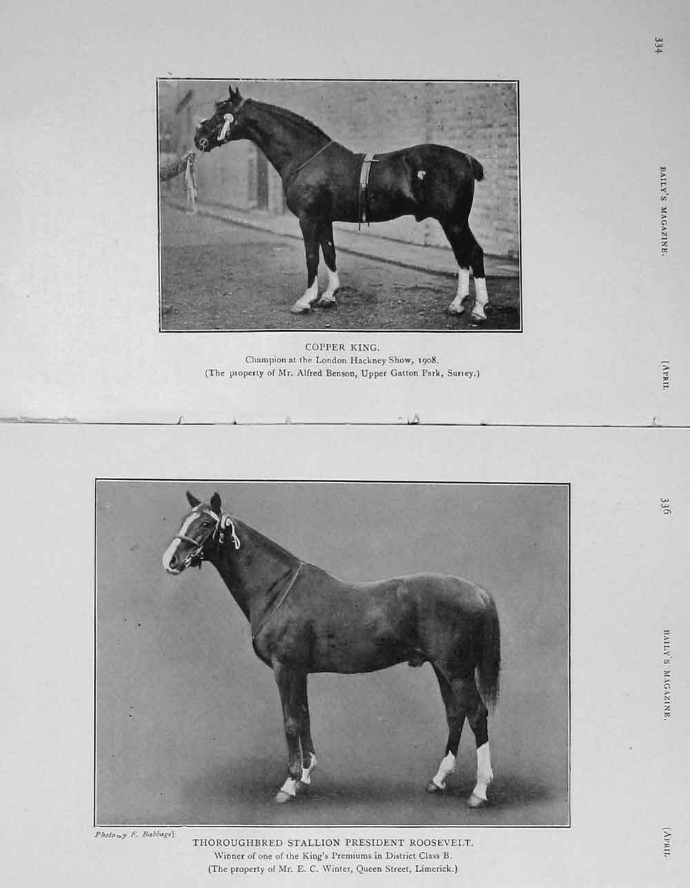 Original Old Antique Print 1908 Horses Copper King Stallion Roosevelt Broadwood