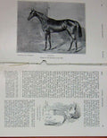 Old Antique Print 1908 Bibiani Horse Liverpool Cup Captain Scott Jockey 20th