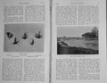 Original Old Antique Print 1908 Photograph Fishing Weir Chub Pool Flies 20th
