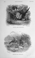 Original Old Antique Print 1909 Hunting Dogs Setter Pheasant Mallard Duck Sport