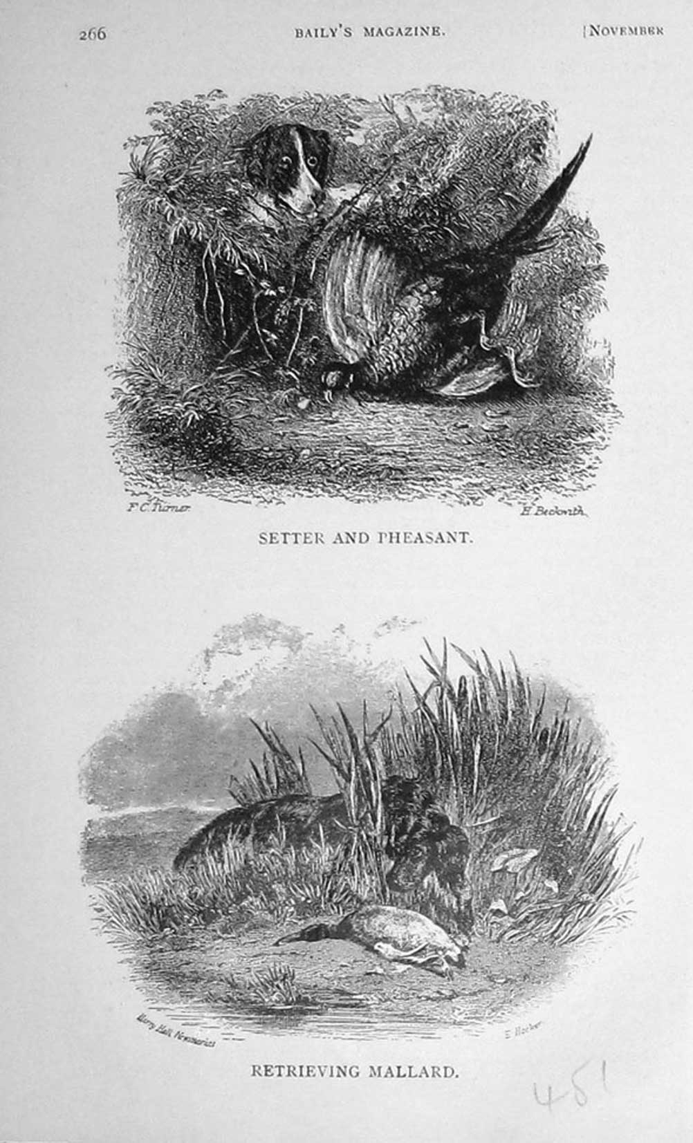 Original Old Antique Print 1909 Hunting Dogs Setter Pheasant Mallard Duck Sport