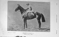 Original Old Antique Print 1909 Photograph Bayardo Horse Sport St Leger 20th
