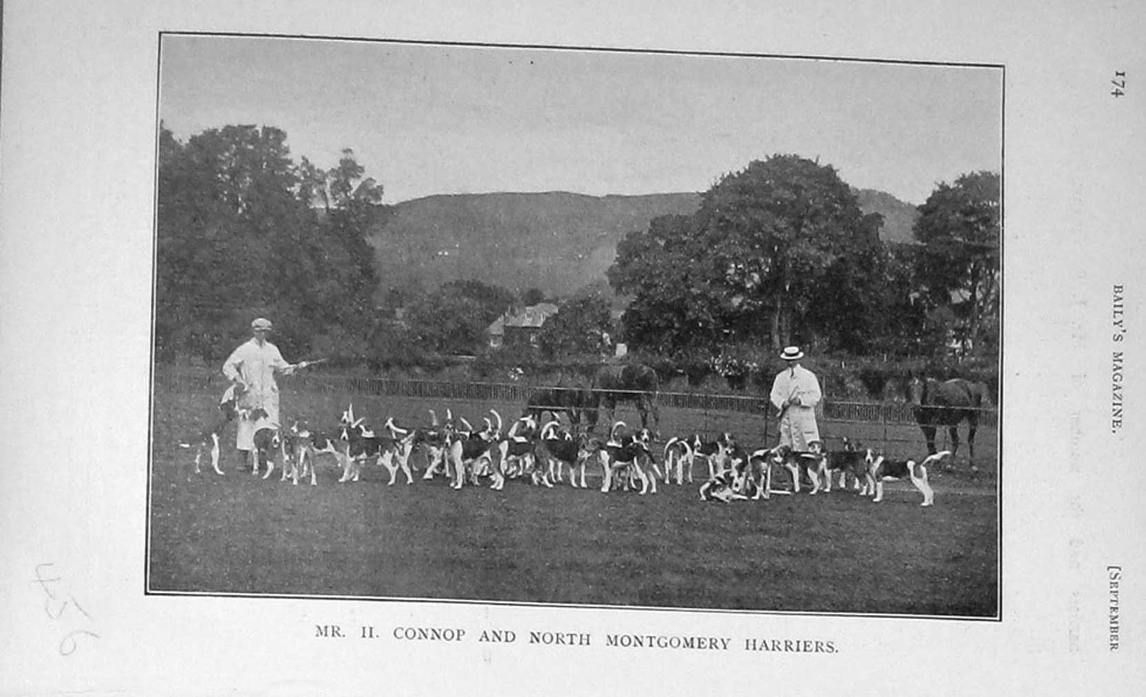 Original Old Antique Print 1909 Photograph Mr Connop Montgomery Harriers Hounds