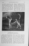 Original Old Antique Print 1909 Portrait Warwickshire Trickster Hound Dog 20th