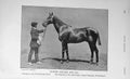 Original Old Antique Print 1909 Portrait Hunter Gelding Red Sea Horse 20th