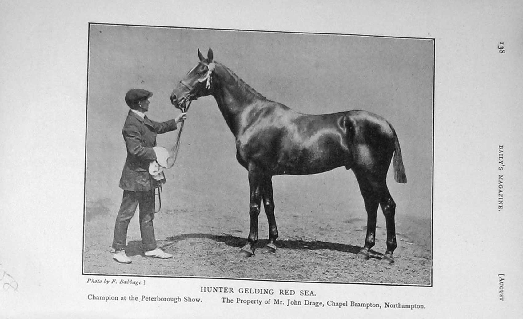 Original Old Antique Print 1909 Portrait Hunter Gelding Red Sea Horse 20th