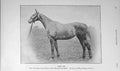 Original Old Antique Print 1909 Photograph Peep Bo Major Breeks Horse Sport