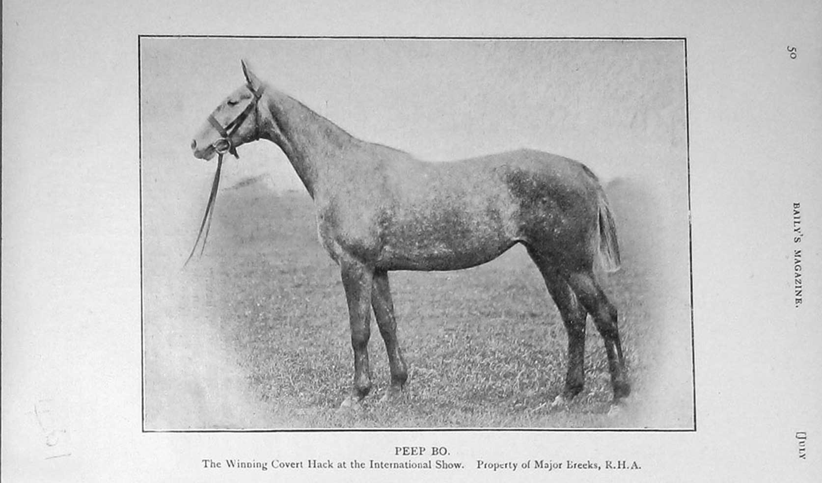 Original Old Antique Print 1909 Photograph Peep Bo Major Breeks Horse Sport