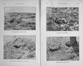 Original Old Antique Print 1909 Photograph Ptarmigan Grouse Woodcock Hunting