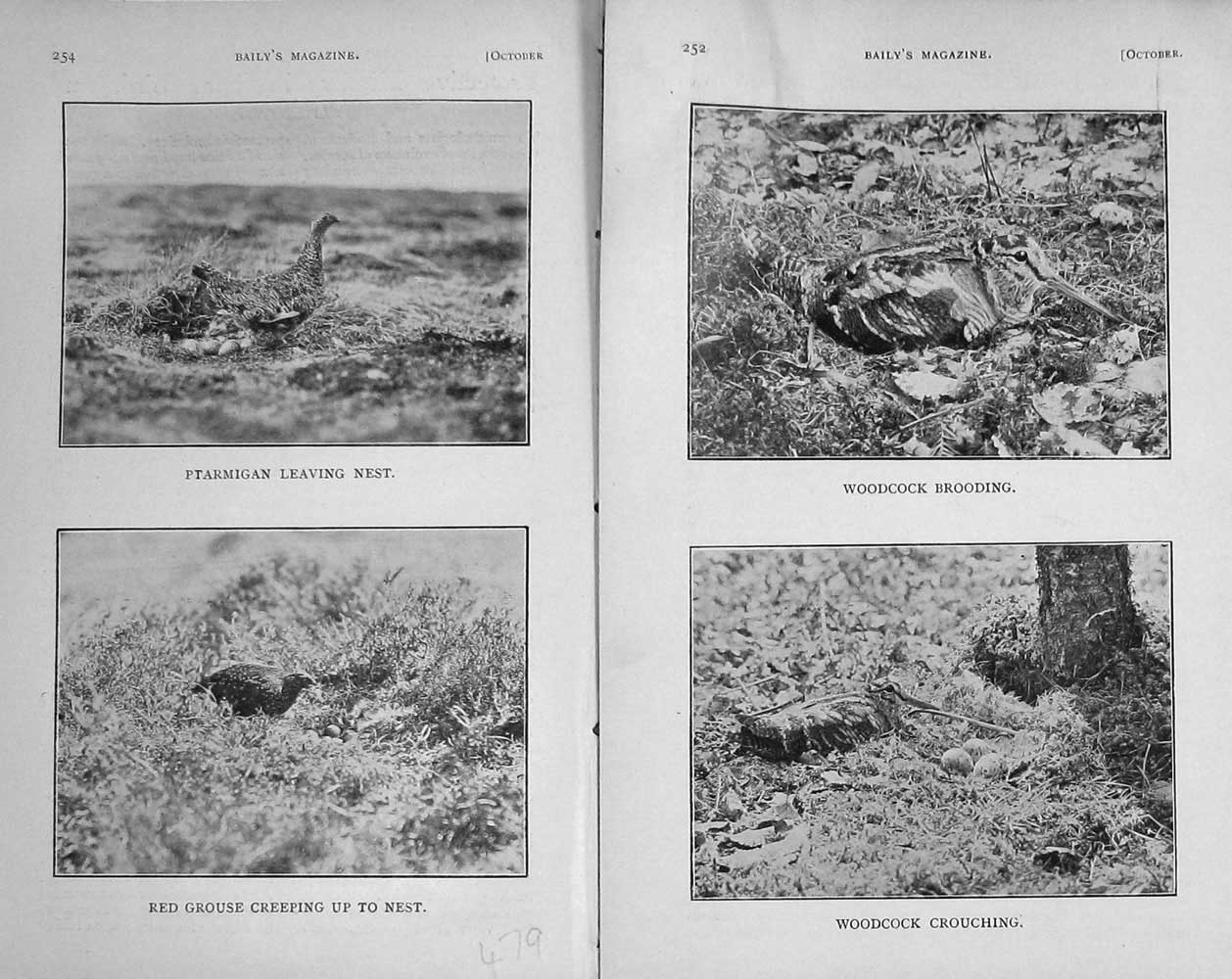 Original Old Antique Print 1909 Photograph Ptarmigan Grouse Woodcock Hunting