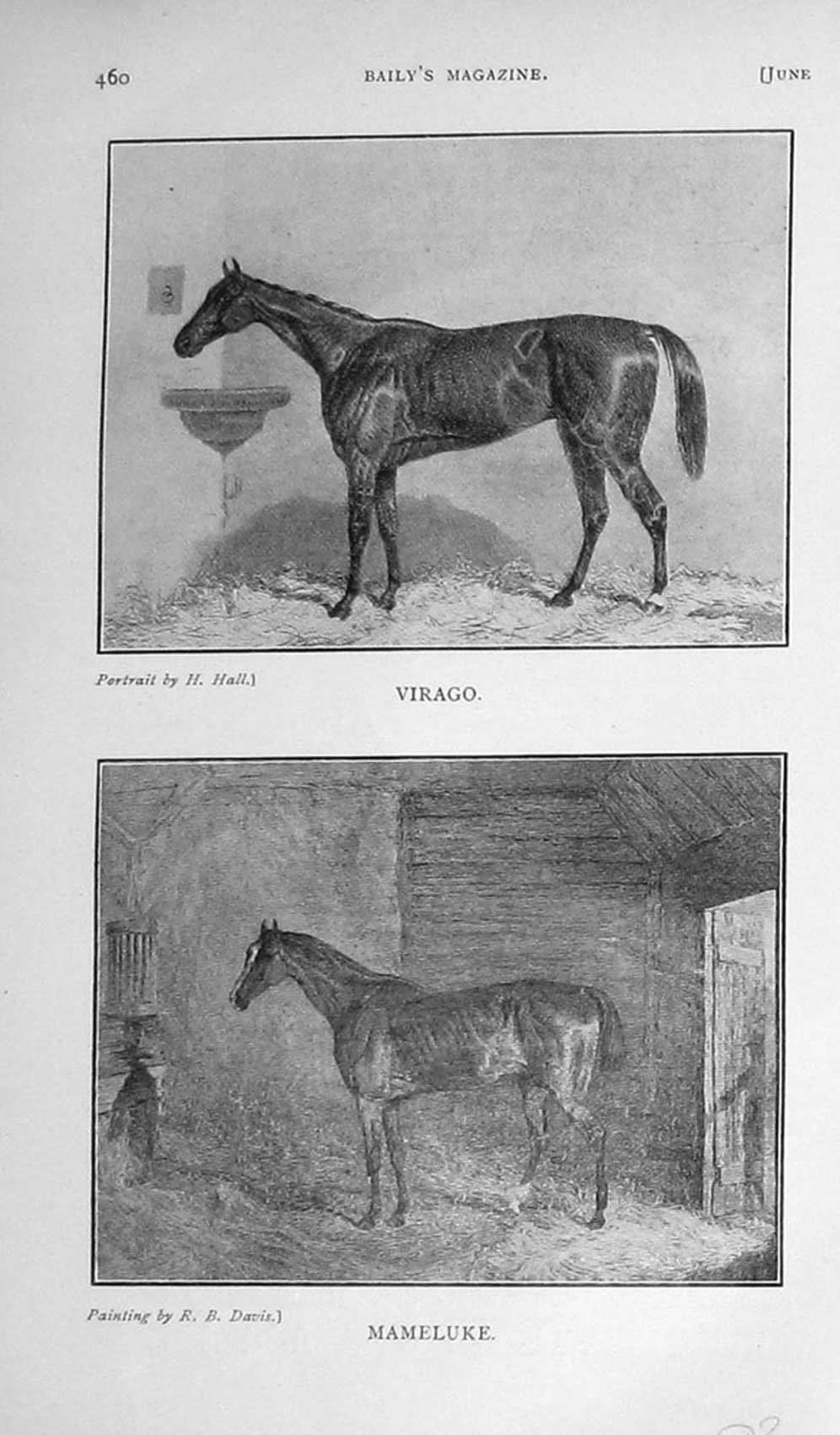 Original Old Antique Print 1909 Virago Mameluke Horses Sport 20th Century