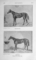 Original Old Antique Print 1909 Horses Thormanby Andover Derby Sport 20th