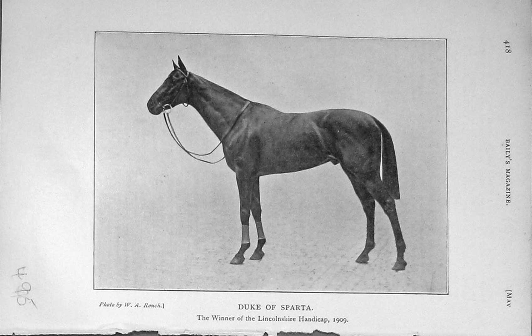 Original Old Antique Print 1909 Photograph Duke Sparta Horse Lincolnshire 20th
