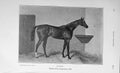 Original Old Antique Print 1909 Julius Horse Winner Cesarewitch 20th Century