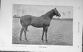 Original Old Antique Print 1909 Photograph Enthusiast Horse Sport 20th Century