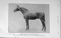Original Old Antique Print 1909 Photograph Thoroughbred Stallion Ormeton Horse
