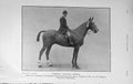 Original Old Antique Print 1909 Photograph Hunter Gelding Signal Horse 20th