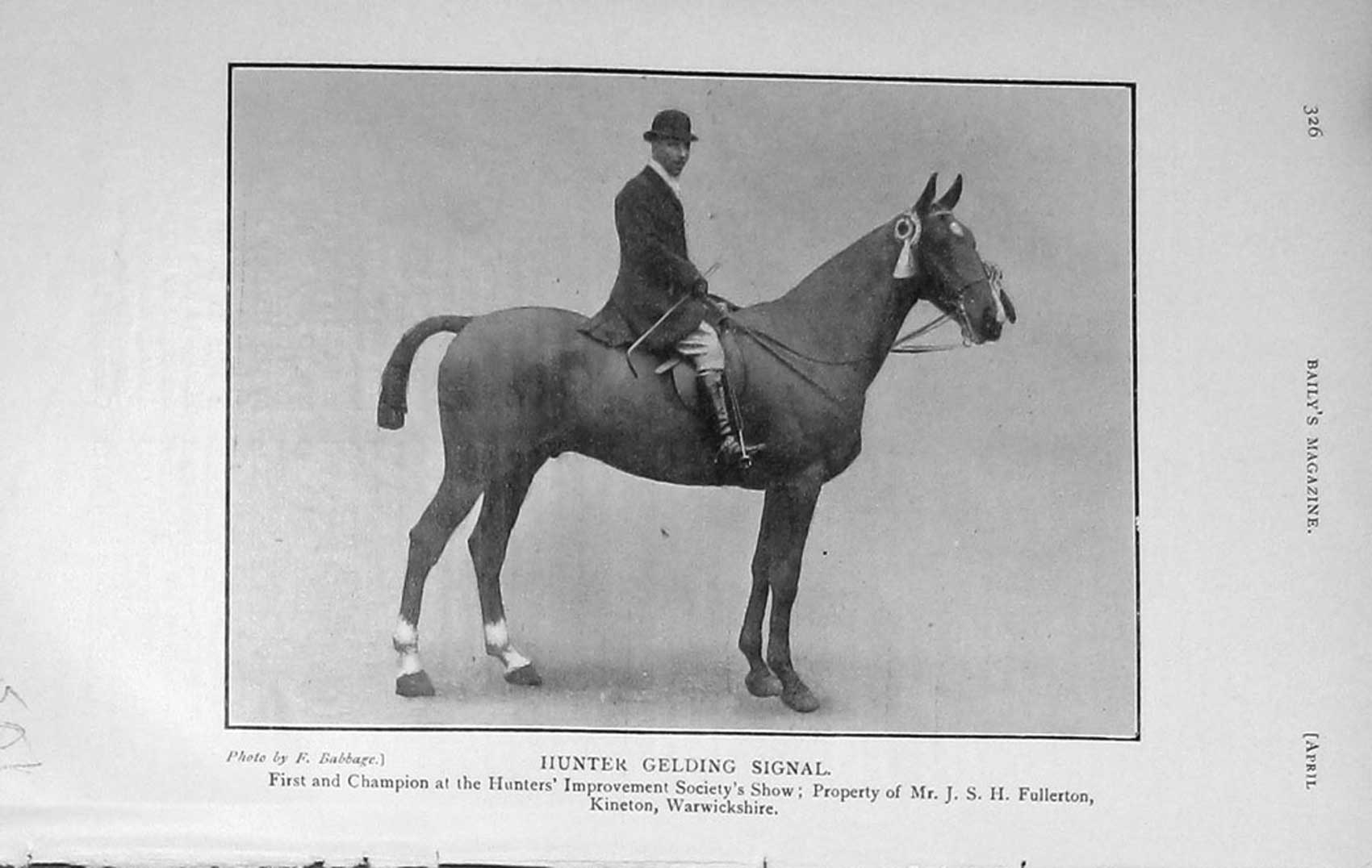 Original Old Antique Print 1909 Photograph Hunter Gelding Signal Horse 20th