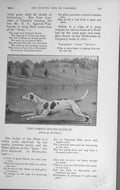 Original Old Antique Print 1909 Portrait Famous Hound Dog Bluecap Sport 20th
