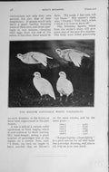 Original Old Antique Print 1909 Melton Constable White Partridges Birds Hunting