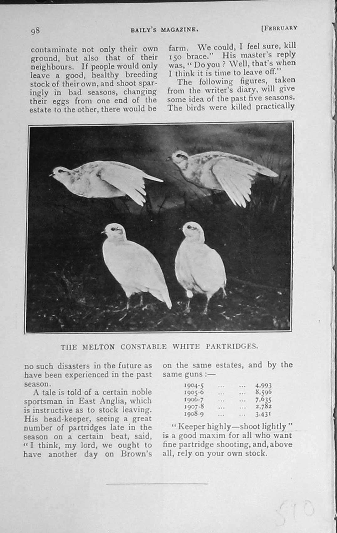 Original Old Antique Print 1909 Melton Constable White Partridges Birds Hunting