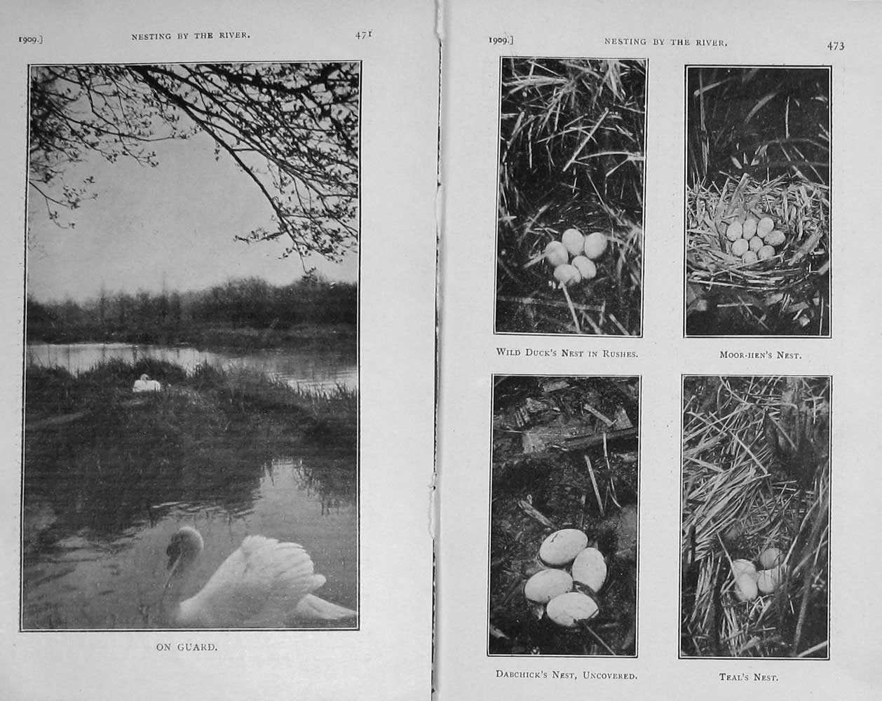 Old Antique Print 1909 Swan River Duck Nest Eggs Moor-Hen Dabchick Teal 20th