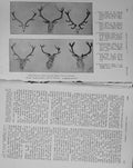 Original Old Antique Print 1909 New Zealand Stags Heads Hunting Sport Stalking