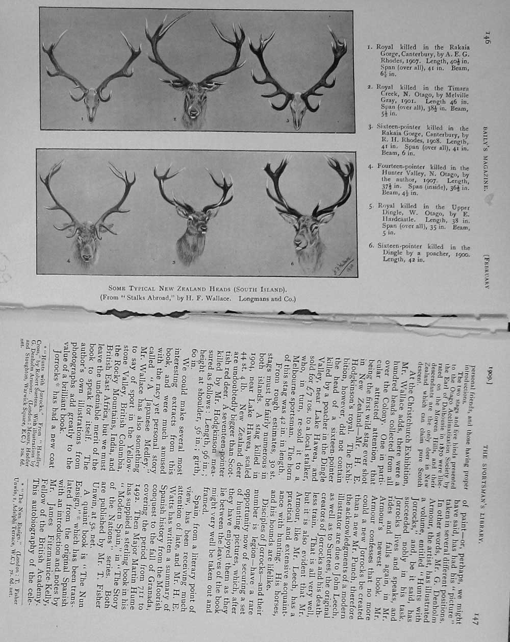 Original Old Antique Print 1909 New Zealand Stags Heads Hunting Sport Stalking