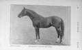 Original Old Antique Print 1910 Photograph Stallion William Third Horse 20th