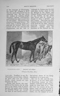 Original Old Antique Print 1910 Sport Horse Brown Duchess Oaks 20th Century