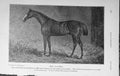 Original Old Antique Print 1910 The Colonel Horse Derby Racing Sport Baily'S