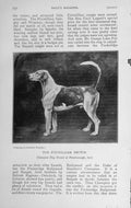 Old Antique Print 1910 Fitzwilliam Rector Champion Hound Dog Peterborough 20th