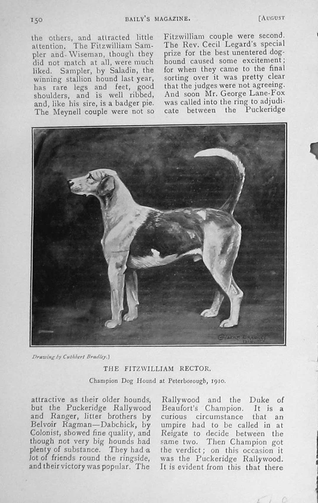 Old Antique Print 1910 Fitzwilliam Rector Champion Hound Dog Peterborough 20th