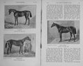 Original Old Antique Print 1910 Horses Miss Letty Cyprian Songstress Oaks Sport