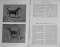 Original Old Antique Print 1910 Portrait Dogs Hounds Belvoir Kennel Hunt 20th