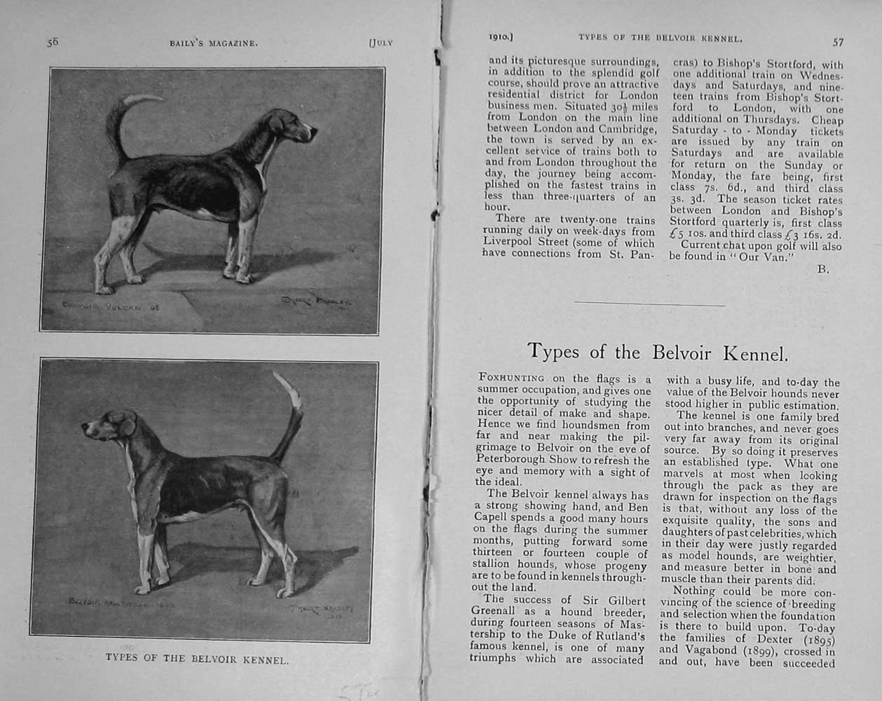 Original Old Antique Print 1910 Portrait Dogs Hounds Belvoir Kennel Hunt 20th