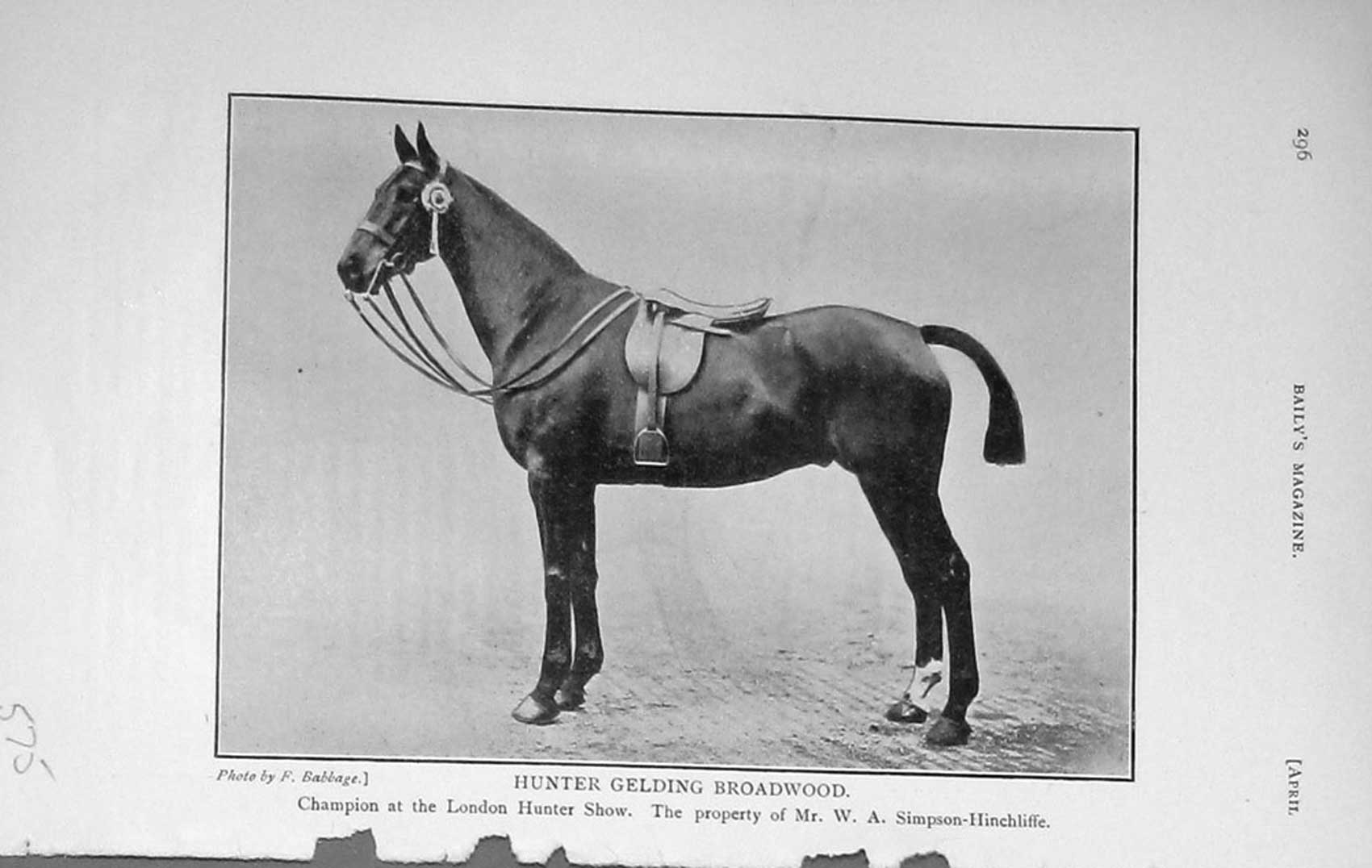 Original Old Antique Print 1910 Portrait Hunter Gelding Broadwood Horse 20th