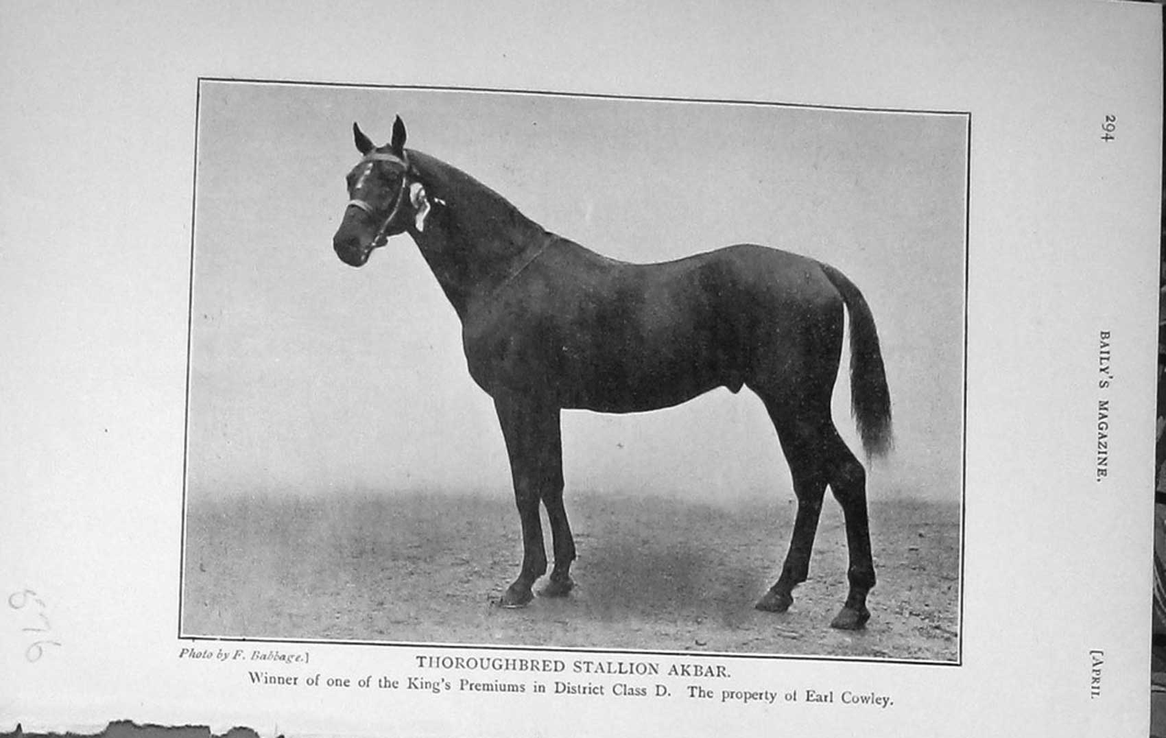 Original Old Antique Print 1910 Portrait Thoroughbred Stallion Akbar Horse 20th