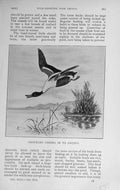 Original Old Antique Print 1910 Shoveler Bird Mallard Duck Hunting 20th Century