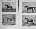 Original Old Antique Print 1910 Horses Protector Sweetbriar Silverlocks Sport