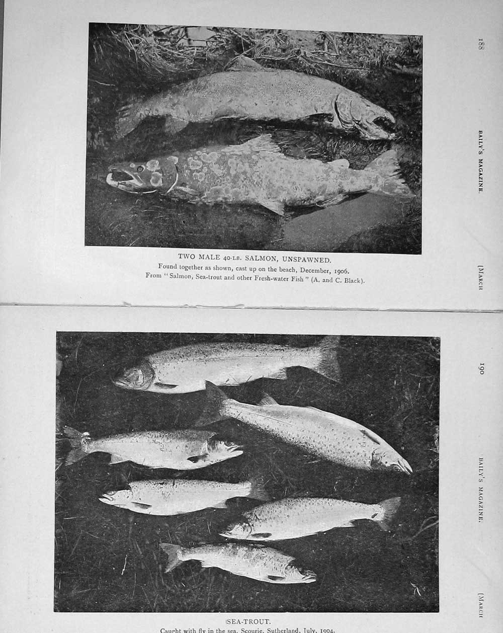 Old Antique Print 1910 Unspawned Salmon Fishing Angling Sea Trout Sport 20th