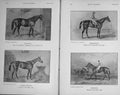 Original Old Antique Print 1910 Horses Sweetmeat Mincpie Longbow Queen Bertha