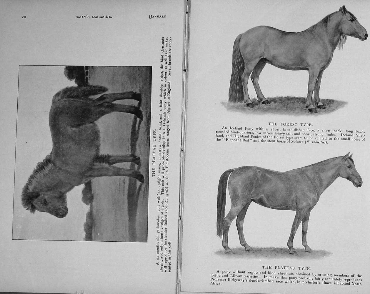 Old Antique Print 1910 Horses Steppe Siwalik Forest Plateau Prehistoric 20th