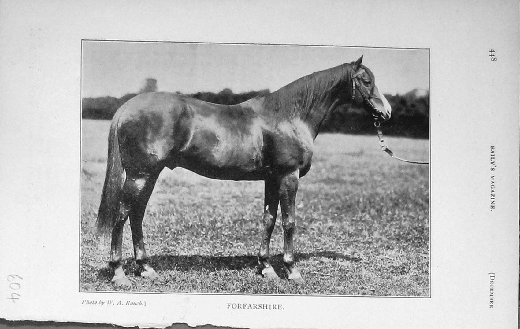 Original Old Antique Print 1911 Photograph Forfarshire Horse Sport 20th Century