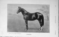 Original Old Antique Print 1911 Photograph Tredennis Horse Sport Baily'S 20th