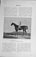 Original Old Antique Print 1911 Amato Horse Derby Race Winner Sport 20th