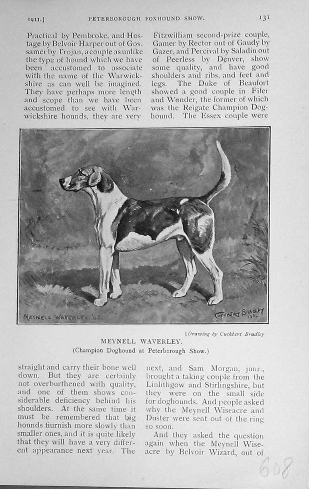 Old Antique Print 1911 Meynell Waverley Champion Doghound Peterborough 20th