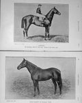 Original Old Antique Print 1911 Sport Sunstar Horse Derby Your Majesty Stud