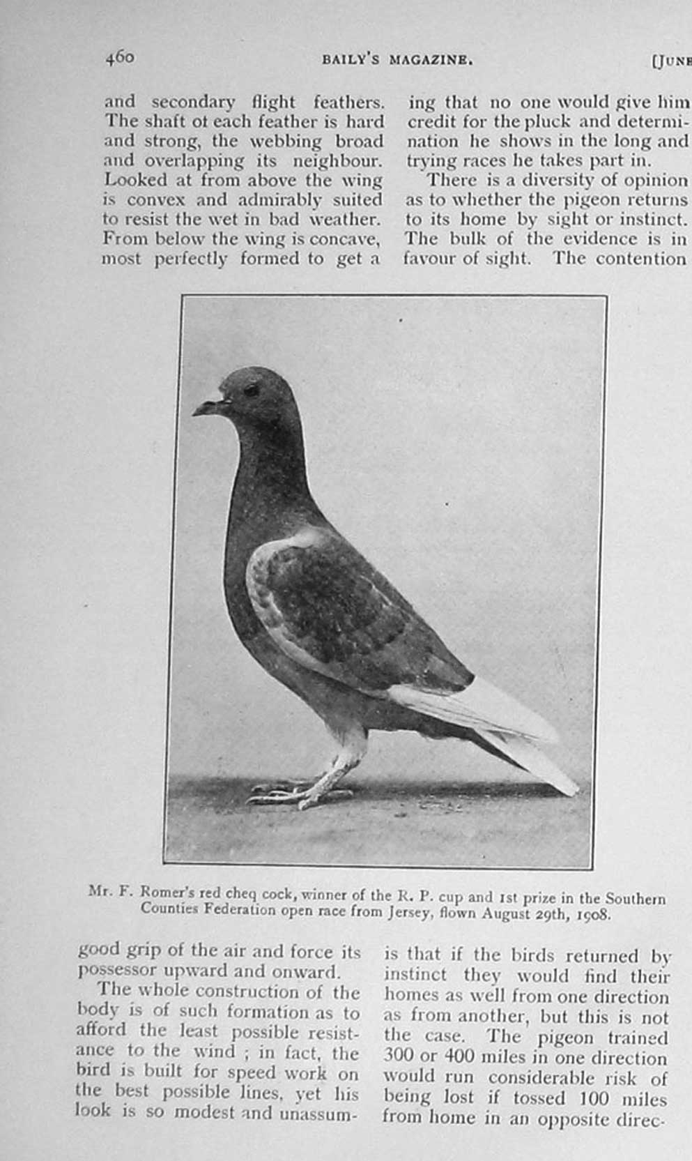 Original Old Antique Print 1911 Photograph Romer Red Cheq Cock Pigeon Bird 20th