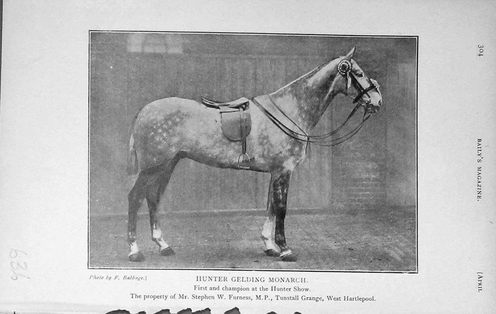 Original Old Antique Print 1911 Photograph Hunter Gelding Monarch Show 20th